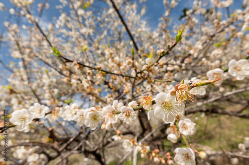 white plum blossom under blue sky © ChenPG