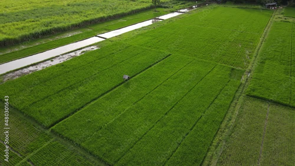 Aerial view, a beautiful view of green rice fields in the afternoon in the Pleret area, Bantul. Aerial view, a beautiful view of green rice fields in the afternoon in the Pleret area, Bantul.