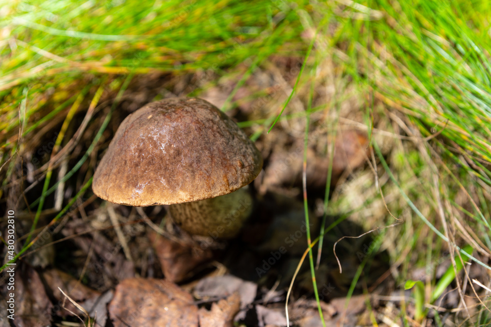Boletus edible mushrooms in the forest Boletus edible mushrooms in the forest