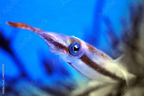 Bigfin reef squid hovering in the saltwater aquarium with blue back. 紺碧色のバックに触手を伸ばして水中をホバリングするアオリイカの姿。