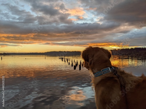 dog on the beach photo