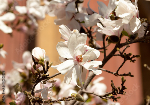 A blooming white  fruit tree