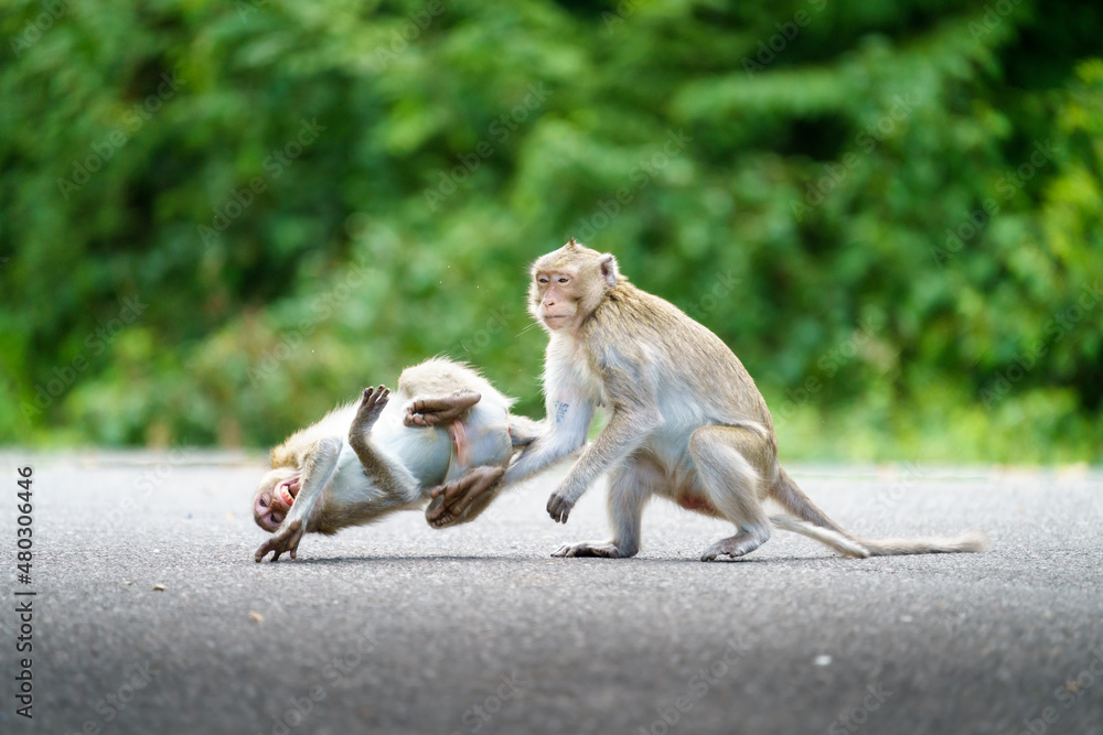 Two monkeys are performing punching and battling for to lead of the pack.