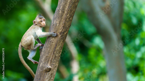 A baby monkey on the tree and space on the right side for banner text input. photo