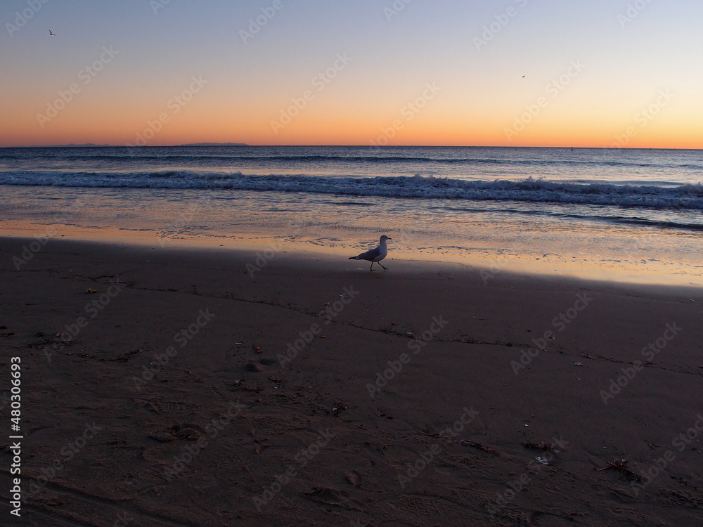 Santa Monica Beach