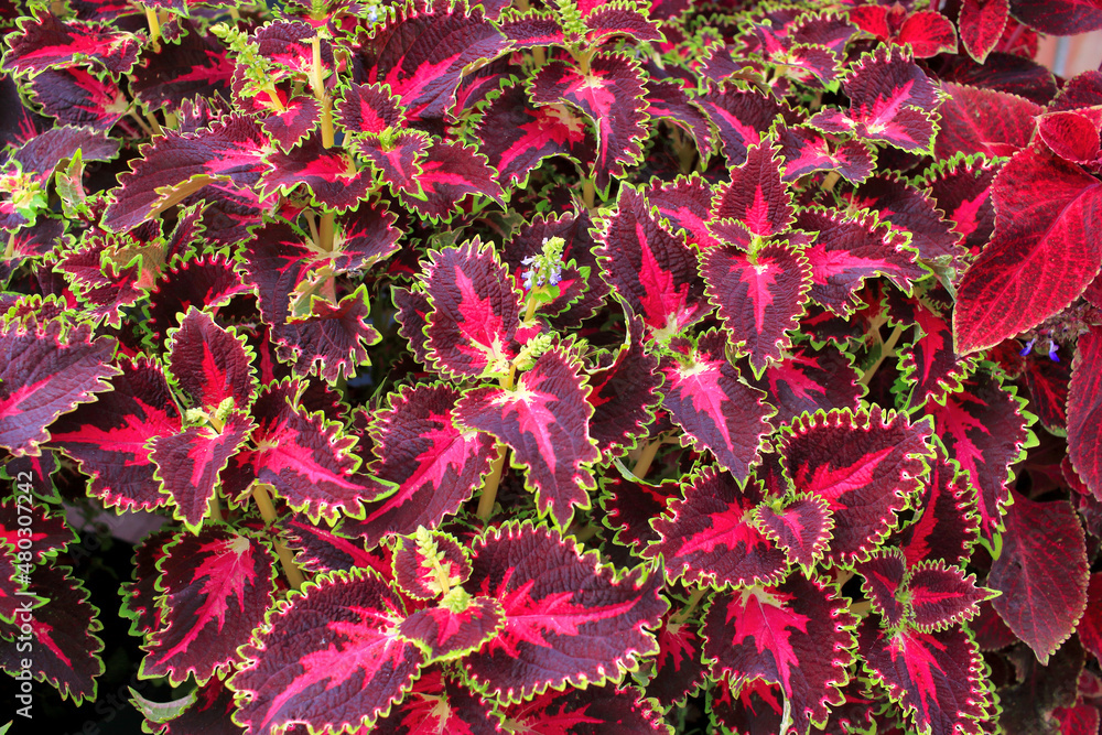Ornamental plant Coleus in the Siberian garden Ornamental plant Coleus in the Siberian garden