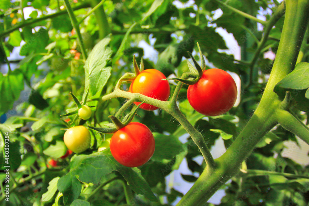 Red tomatoes on a green bush in a Siberian garden