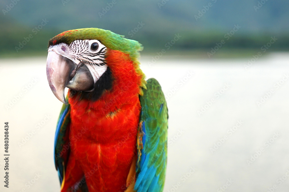 Harlequin macaw is a beautiful hybrid parrot, eyes portrayed as a baby bird. Dark red-breasted stand on blur natural background Harlequin macaw is a beautiful hybrid parrot, eyes portrayed as a baby bird. Dark red-breasted stand on blur natural background