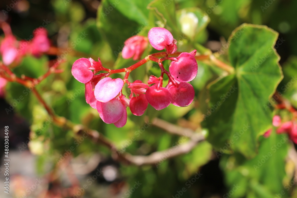 Pink flower on blurred background Pink flower on blurred background