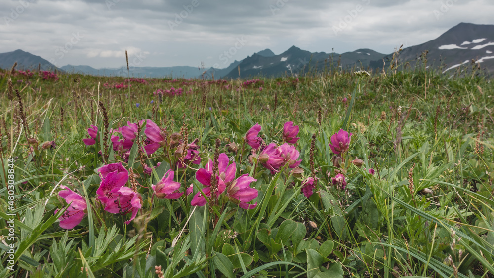 Bright pink Kamchatka rhododendrons bloom in an alpine meadow among green grass. In the distance, against a cloudy sky, a mountain range.