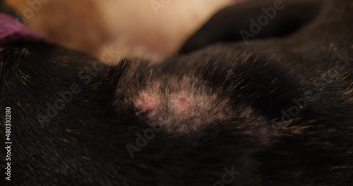 Black Bulldog Skin With Allergic Dermatitis. - close up photo