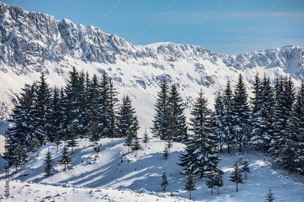 Winter landscape with snow-covered fir trees in a village in Transylvania near Dracula's castle and the Carpathian mountains