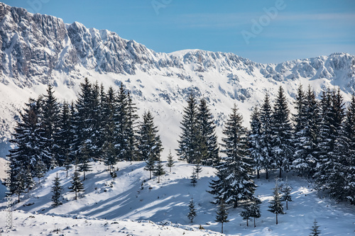 Winter landscape with snow-covered fir trees in a village in Transylvania near Dracula's castle and the Carpathian mountains © sonyc