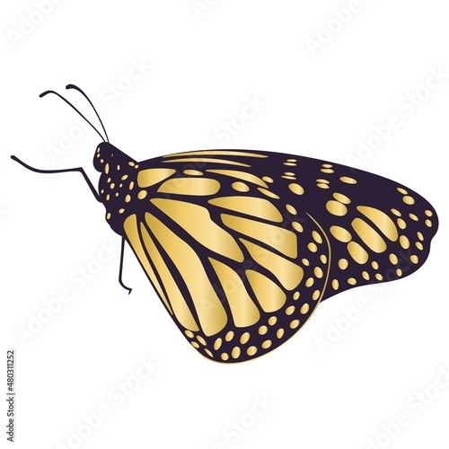 Fotografiet Beautiful gold butterfly isolated vector illustration