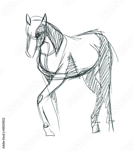 A quick pencil sketch of a half-turn horse on white paper. Fine freehand gesture drawing in minimalistic style. Modern monochrome creative vector artistic background. Sloppy hand-drawn black and white