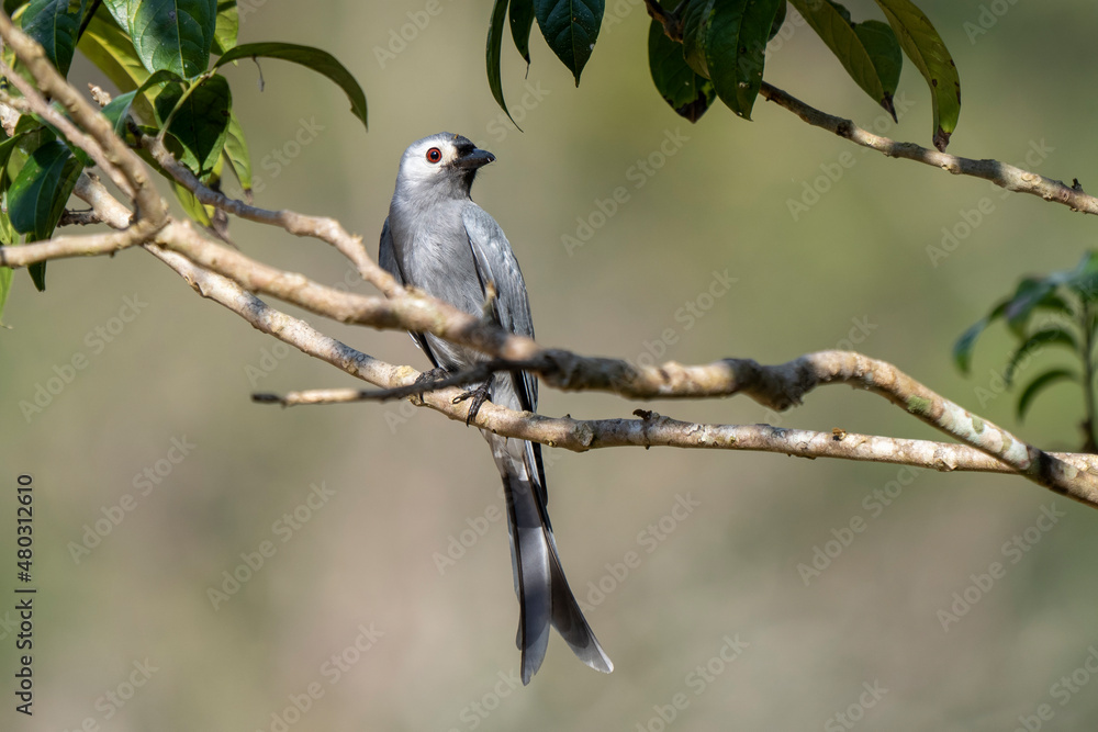 Ashy drongo,
Dicrurus leucophaeus, in Kaeng Krachan National Park, UNESCO World heritage site in Thailand. Ashy drongo,
Dicrurus leucophaeus, in Kaeng Krachan National Park, UNESCO World heritage site in Thailand.