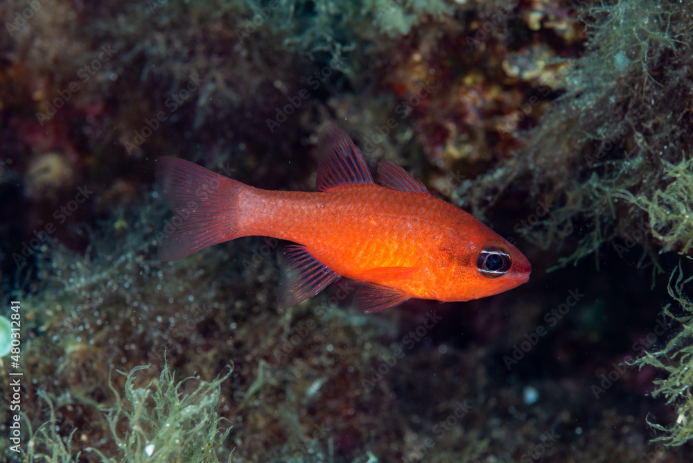 Mediterranean Cardinalfish Apogon imberbis Mediterranean Cardinalfish Apogon imberbis