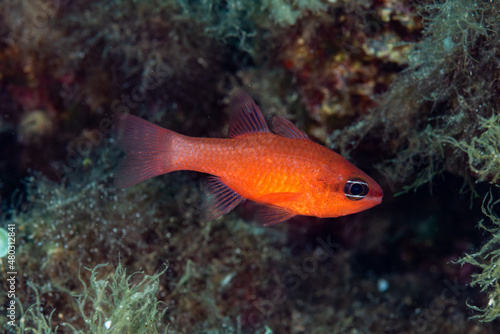 Mediterranean Cardinalfish Apogon imberbis