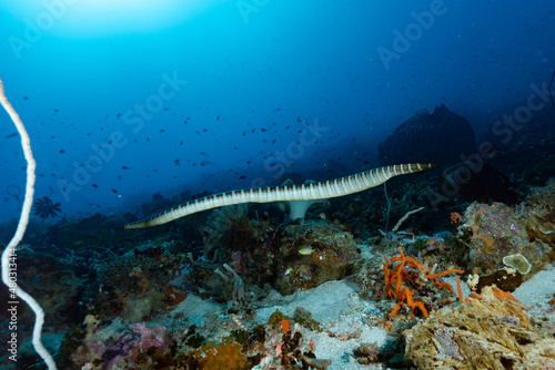 Wallpaper Mural Chinese Sea Krait Laticauda semifasciata Torontodigital.ca