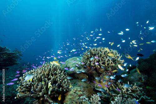 Wallpaper Mural Tropical Coral Reef Philippines Underwater Landscape Torontodigital.ca