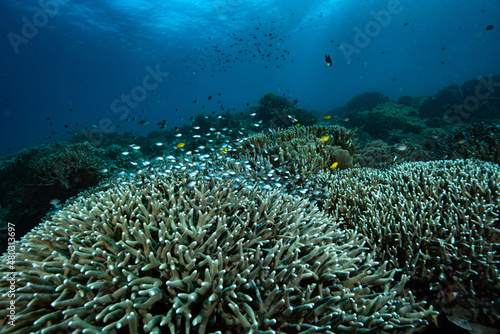 Tropical Coral Reef Philippines Underwater Landscape