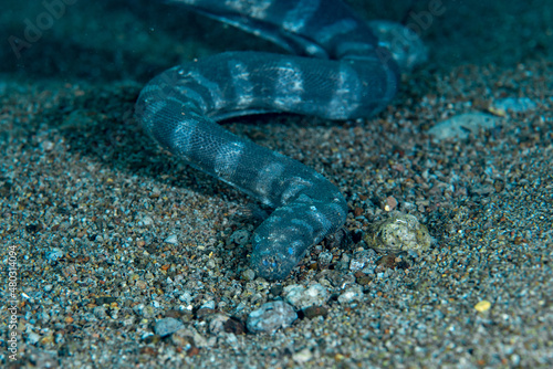 Marine File Snake Acrochordus granulatus