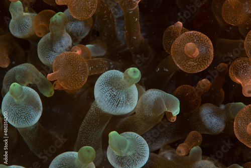 Bubble Sea Anemone Entacmaea quadricolor