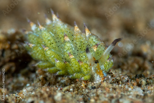 Cuadro en lienzo Little Leaf-sheep Nudibranch Costasiella kuroshimae