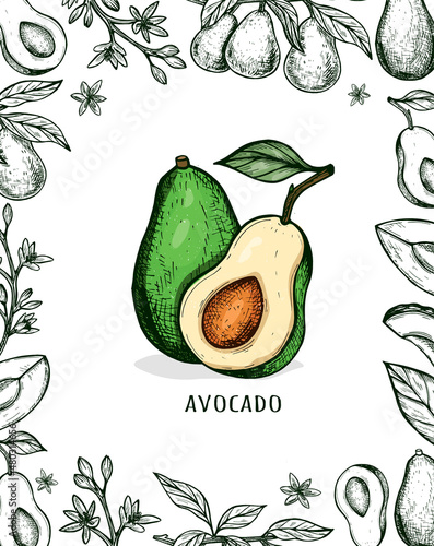 green avocado sketch. Avocado hand drawn vector. avocado frame vector sketch. Sketch vector illustration. packaging design. avocado food vector sketch. eps