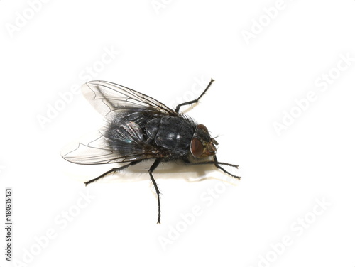 Closeup on hairy Calliphora blow fly isolated on white background © hhelene