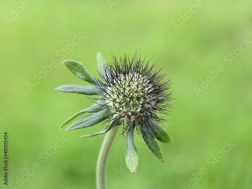 Flowered seed ball of scabiosa pincushion flower plant on green background photo