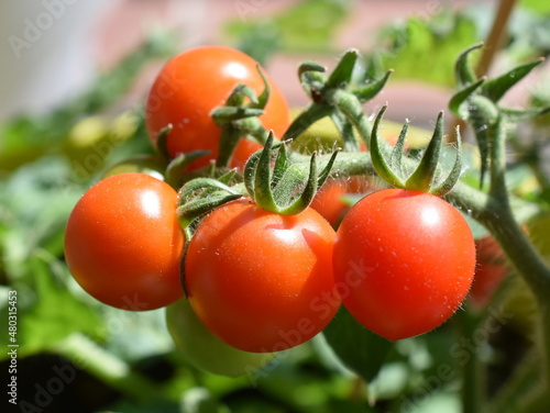 Ripe red tomatoes hanging on a tomato branch on tomato plant Solanum lycopersicum