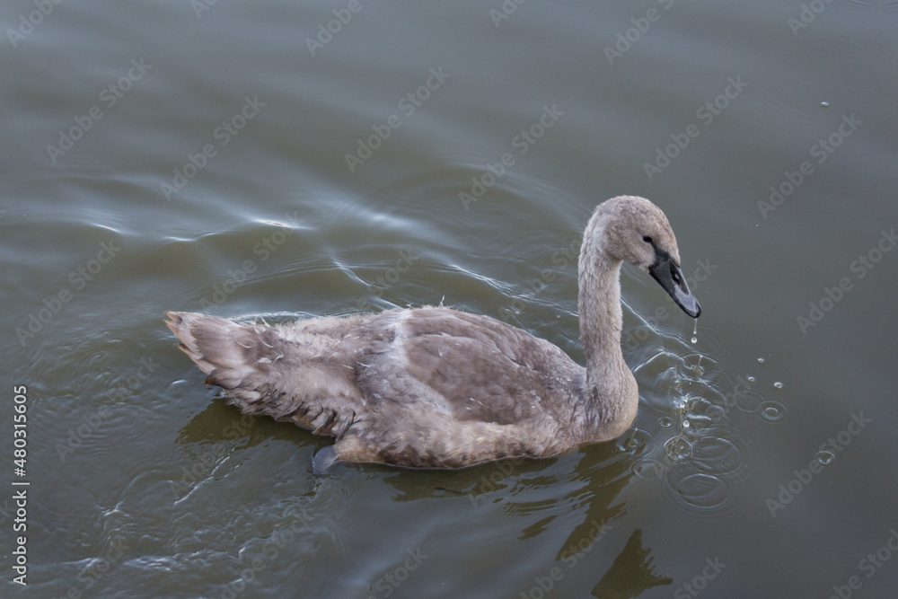 A swan duckling swimming in a lake. A swan duckling swimming in a lake.