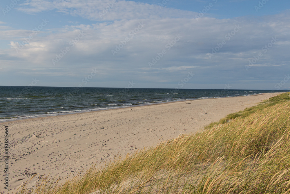Sea, sand dune and ears of corn, Curonian Spit, Kaliningrad Oblast, Russia.