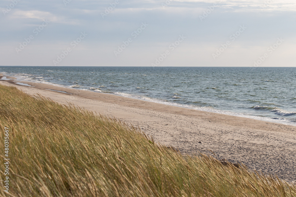 Sea, sand dune and ears of corn, Curonian Spit, Kaliningrad Oblast, Russia.