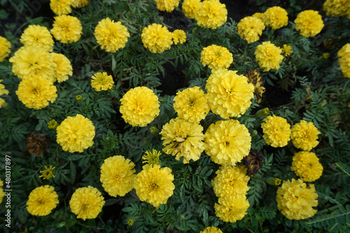 Photograph of colorful marigold flowers in the front yard