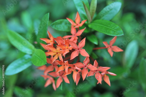 A Ixora chinensis Lam. The Ixora chinensis Lam In full bloom photo