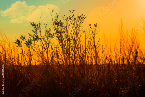 sunset in the field