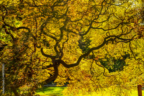 yellow tree in the park