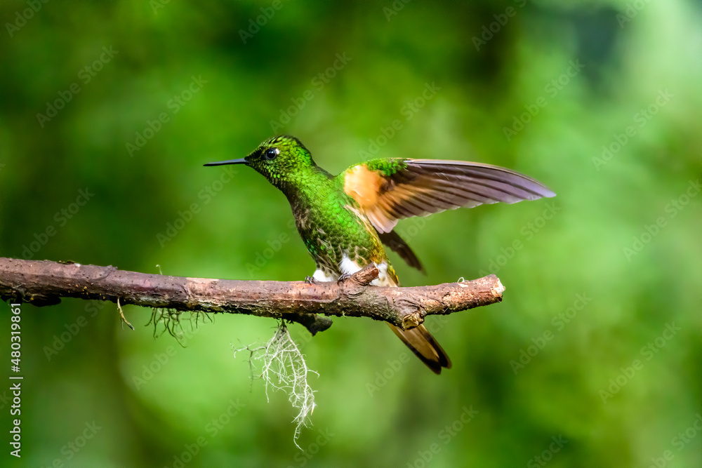 Fototapeta premium Green and blue hummingbird Sparkling Violetear flying next to beautiful yelow flower. Bird from Ecuador, tropical mountain forest. Wildlife scene from nature. Birdwatching in South America