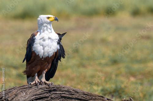 African Fish Eagle - Chobe River, Botswana