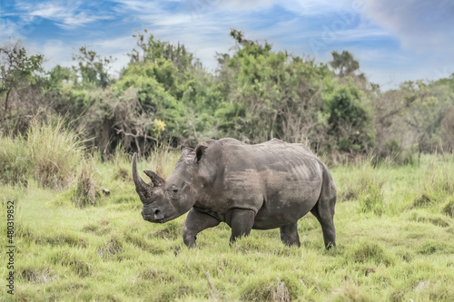 White rhinoceros  Ceratotherium simum  with calf in natural habitat  South Africa