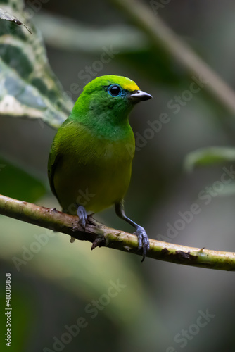 Beautiful tanager Blue-naped Chlorophonia, Chlorophonia cyanea, exotic tropical green songbird from Colombia. Wildlife from South America. Birdwatching in Colombia © vaclav