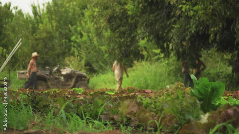 A group of young organic farmers working on a sunny day on a farm full of green healthy vegetables
