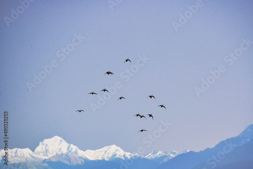 Fotografiet 雪山を背景に飛ぶ野鳥の群れ