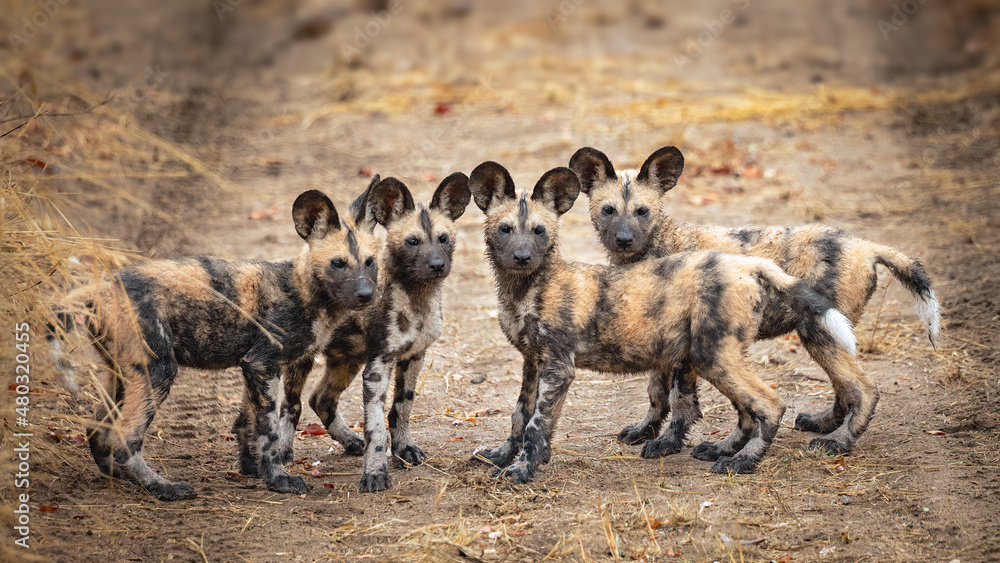 Αυτοκόλλητο African Wild Dog pups posing for their photo