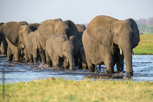 Elephant herd walking through Chobe River in Botswana.