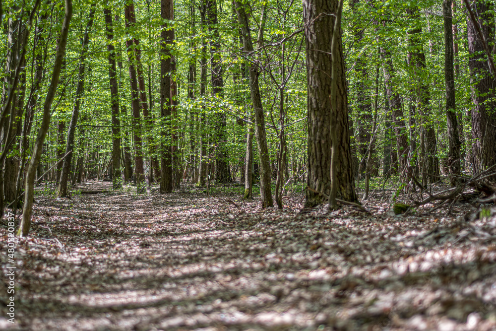 Obraz premium Narrow pathway in a green forest, Warsaw, Poland. Fresh lush foliage, old withered leaves on a hiking trail. Selective focus on the details, blurred background.