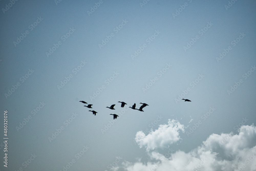 快晴の冬の日に空を飛ぶ野鳥の群れ