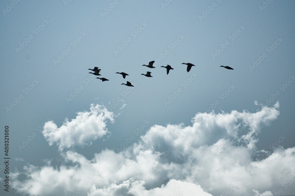 快晴の冬の日に空を飛ぶ野鳥の群れ